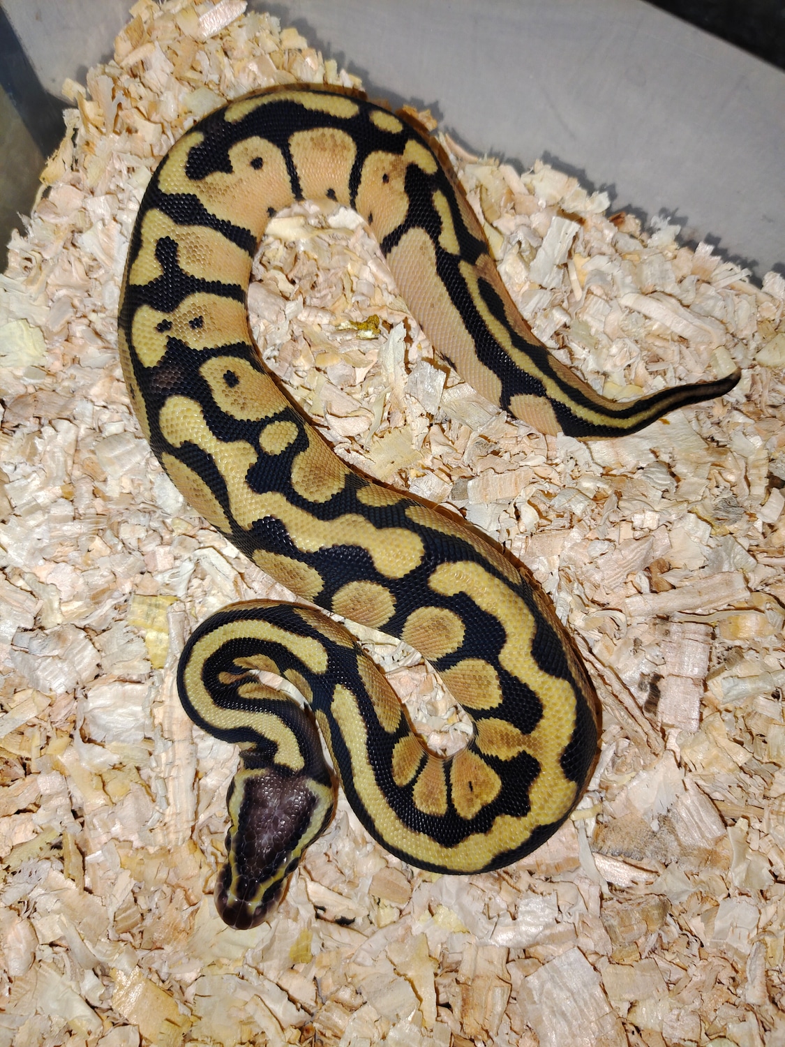 Pastel Het Axanthic Ball Python by Charna's Ball Pythons - MorphMarket