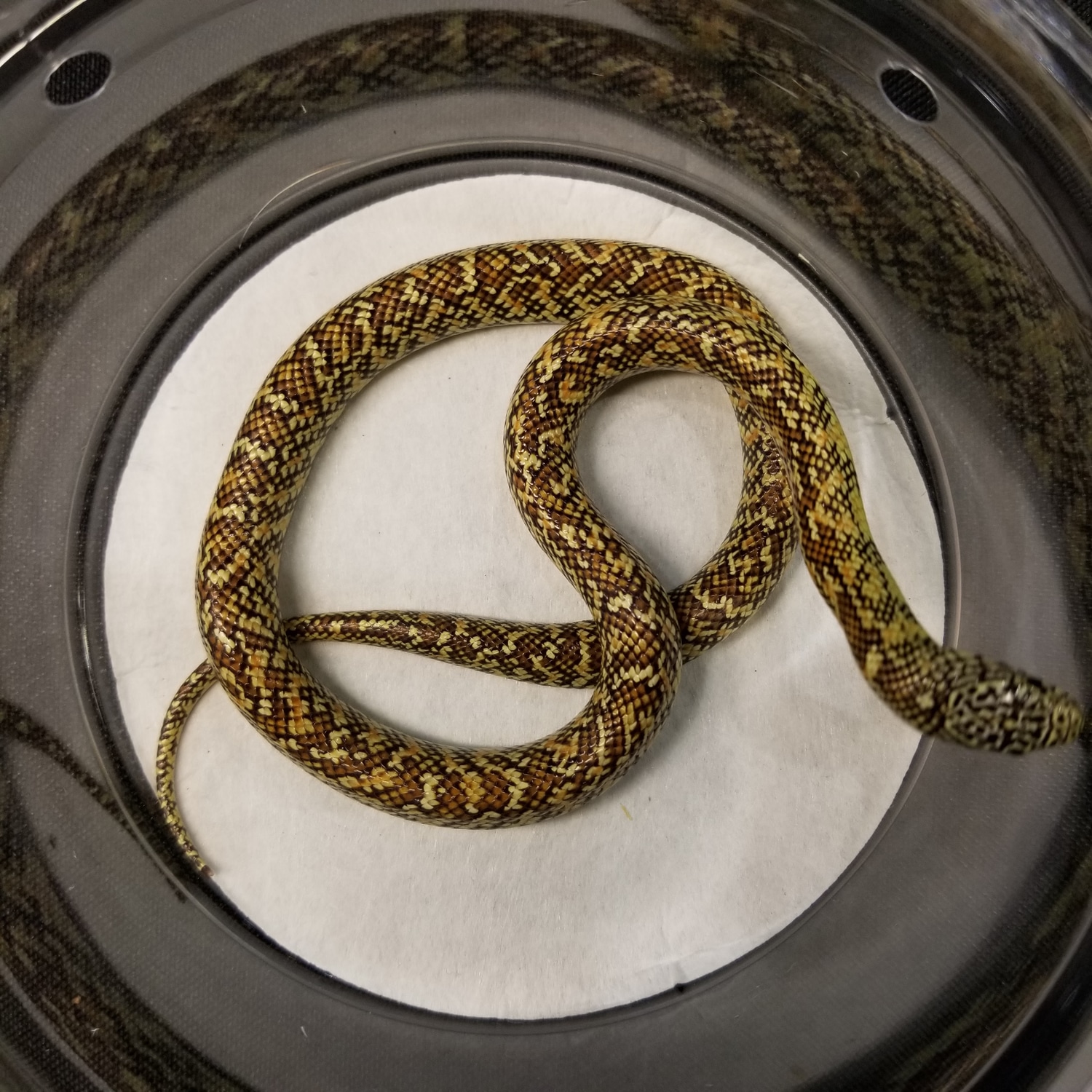 Hypo Brooks' Kingsnake by Chaos Exotics MorphMarket