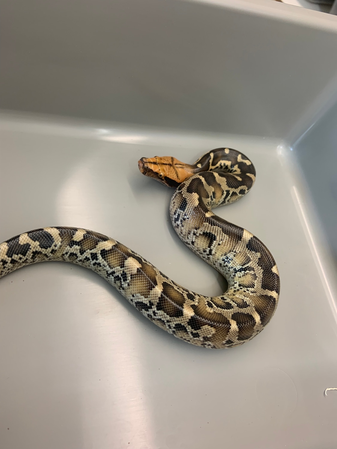 Sumatran Short-tailed Python by Mikes Mutations - MorphMarket