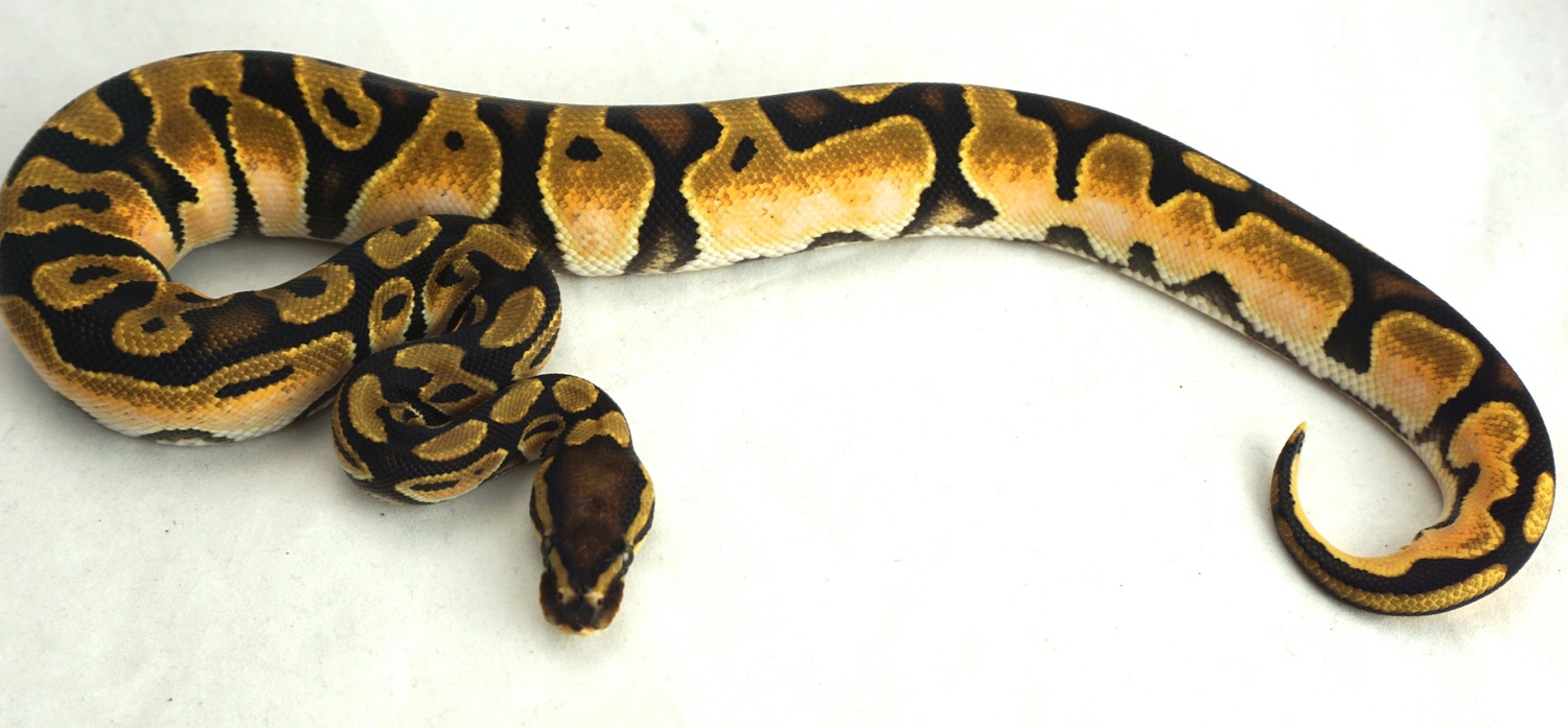 OD Enchi Calico Ball Python by Chris Hernan Reptiles - MorphMarket