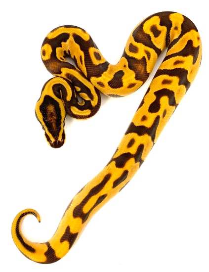 Hi High Intensity Od Super Enchi Leopard Yb Fire Ball Python by Chris ...