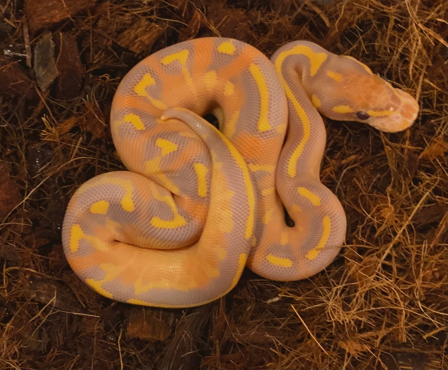 Highway 100% Ultramel Ball Python by Chris Hernan Reptiles - MorphMarket