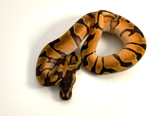 2022 High Intensity OD Enchi Het Lavender Albino Ball Python by Chris ...