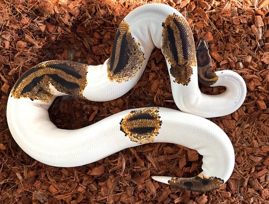 Genex Ball Python 2400g Proven Breeder Genex Yb Pied Ball Python by Chris Hernan Reptiles