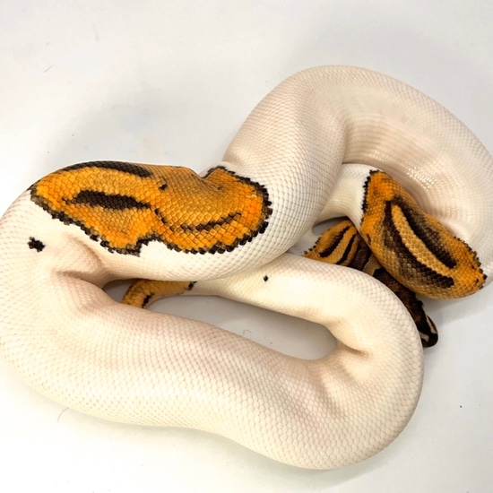 NO RESERVE!!! High Intensity OD Pied Ball Python by Chris Hernan Reptiles