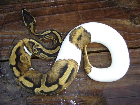 Piebald 66% Het Paint Ball Python by Charles Glaspie
