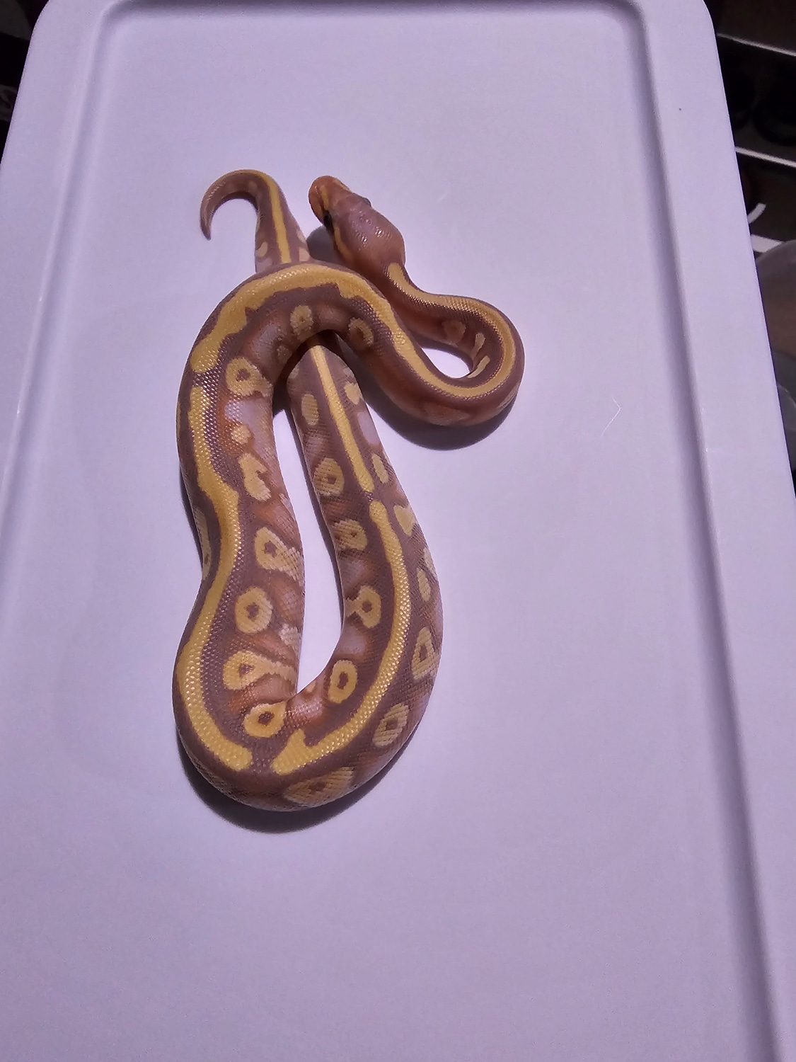 Banana Yellow Belly Mojave 100% Het Piedbald Ball Python by Ridley's ...