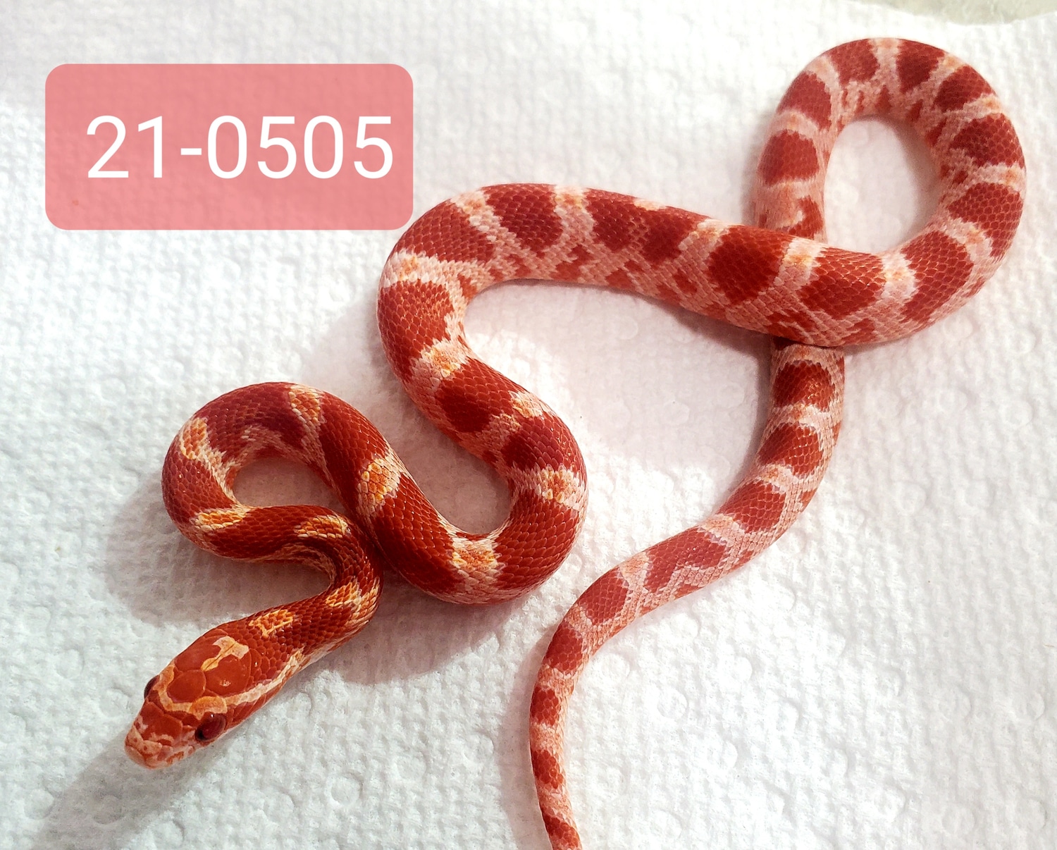 Amel Het Palmetto Corn Snake By All About Corns MorphMarket