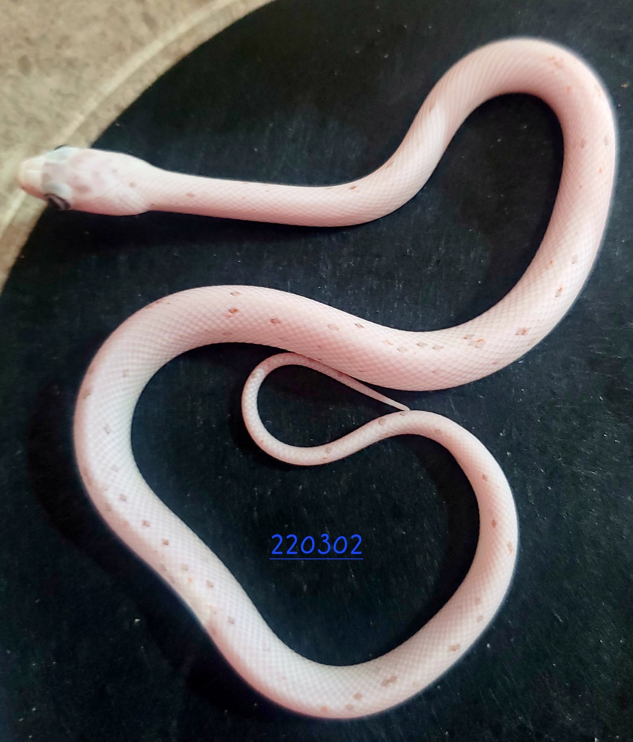Palmetto Poss Scaleless Pos Caramel Corn Snake by For The Love Of ... Scaleless Corn Snake Price