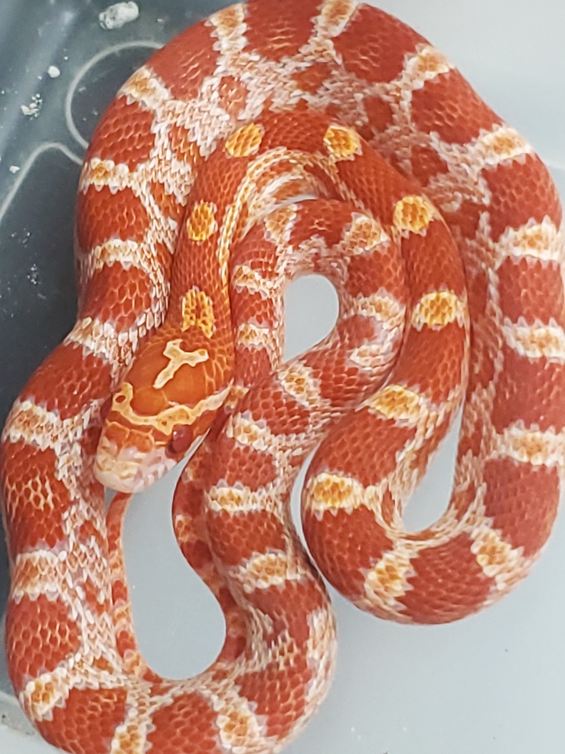 Amel Het Palmetto Corn Snake by For The Love Of Reptiles MorphMarket