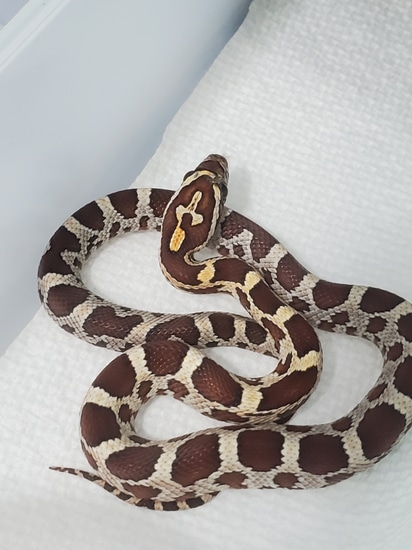 Het Scaleless Corn Snake by For The Love Of Reptiles