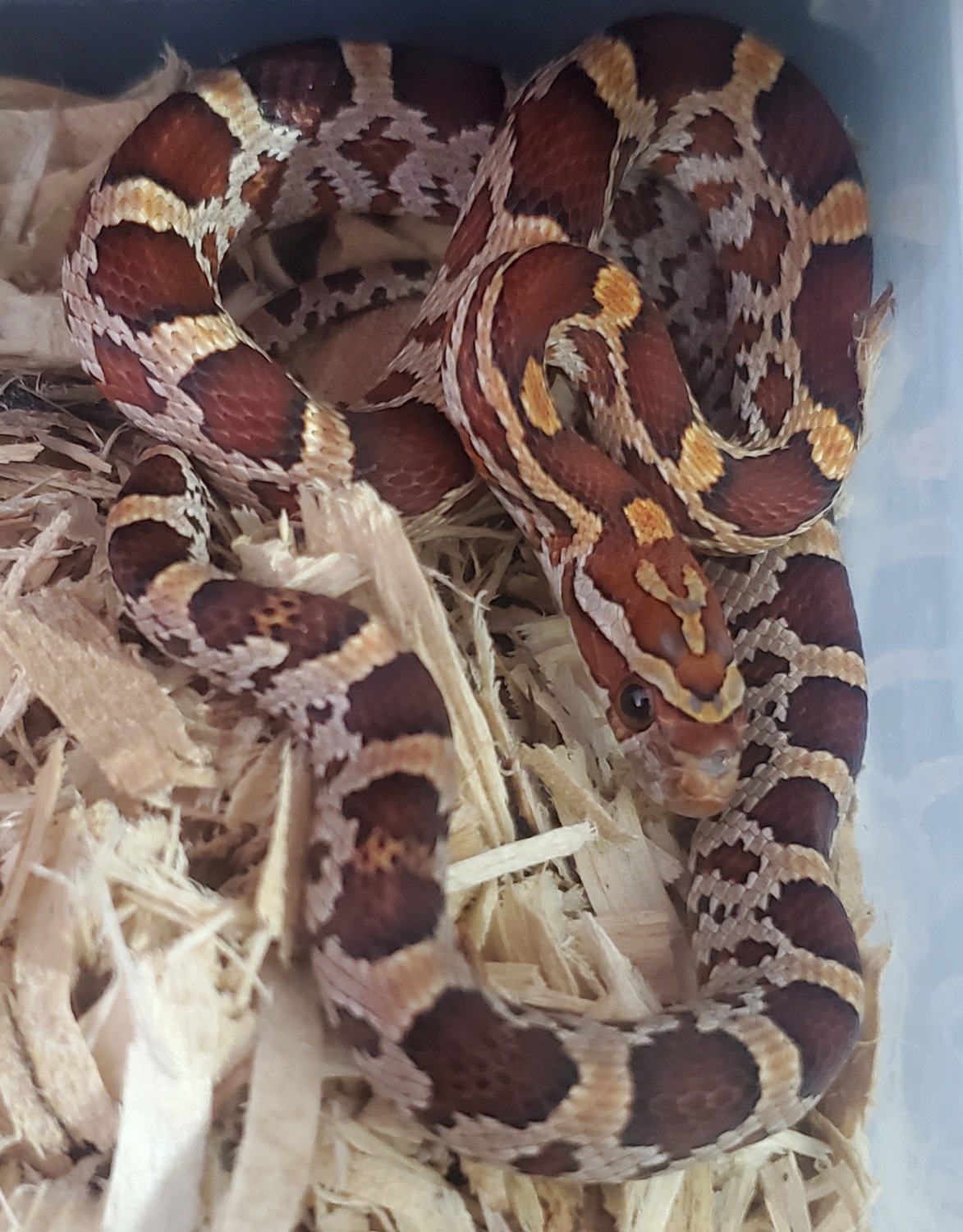 Het Scaleless 50% Het Palmetto Corn Snake by For The Love Of Reptiles ...