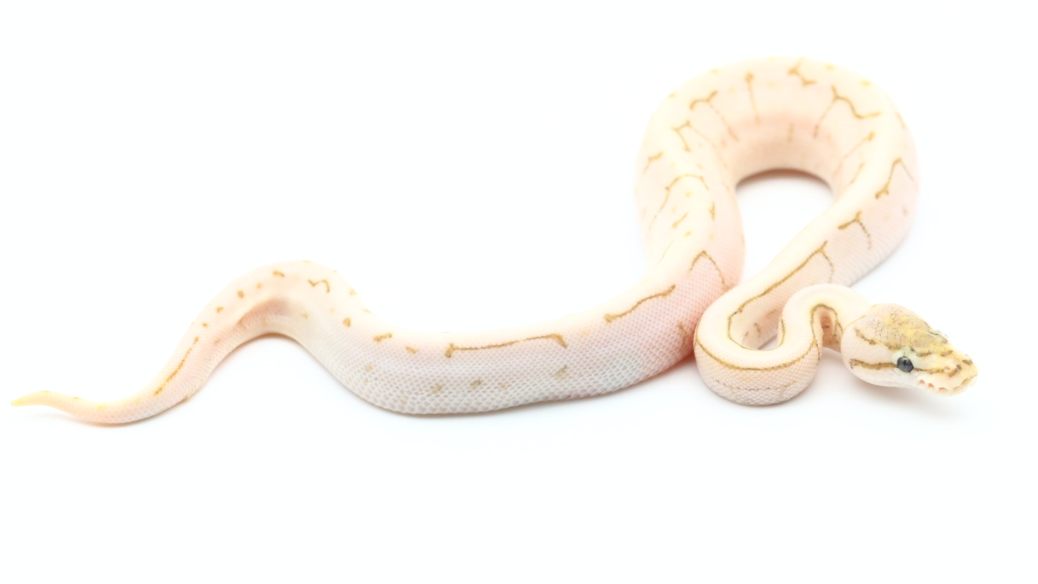 Nuclear Spinner Ball Python by Designer Reptiles LLC - MorphMarket