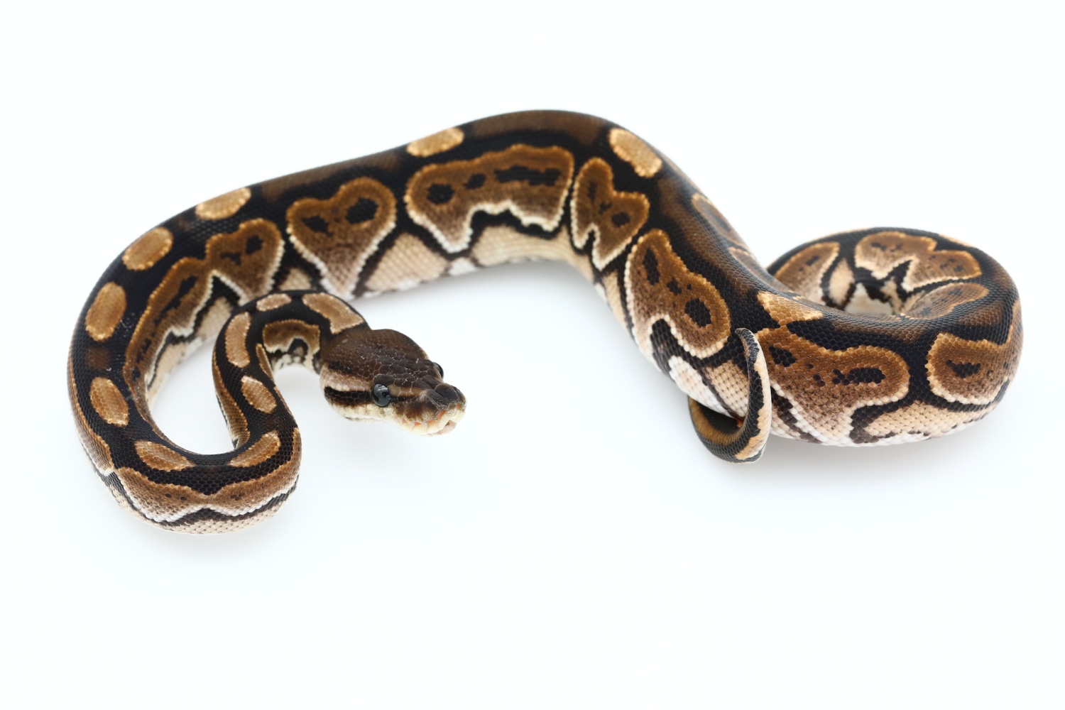 Cinnamon Ball Python by Designer Reptiles LLC - MorphMarket