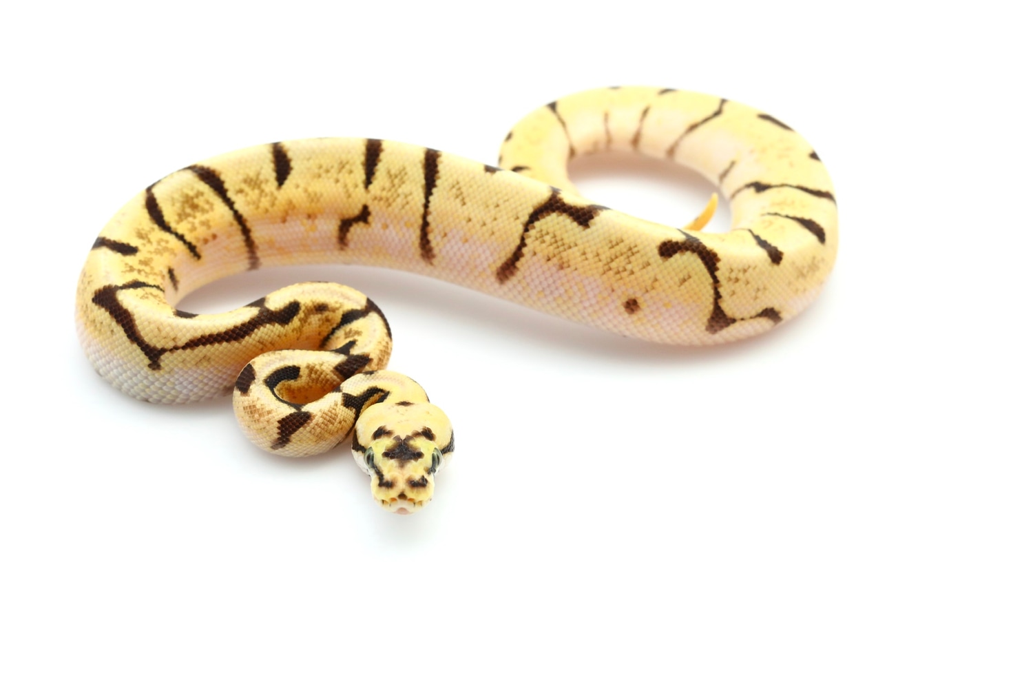 Enchi Fire Bee Ball Python by Designer Reptiles LLC - MorphMarket