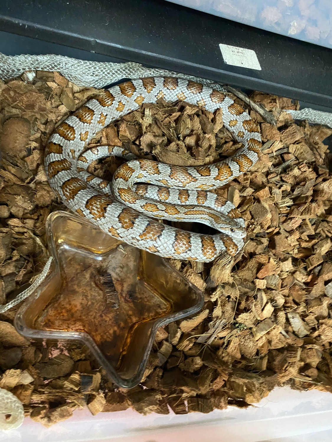 RTB Normal Het Scaleless Creamsickle Corn Snake by Rhac N Roll ...