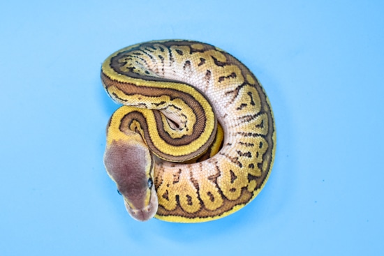 Mojave Pinstripe (Jigsaw) 50% Het Pied Ball Python by Rhac N Roll