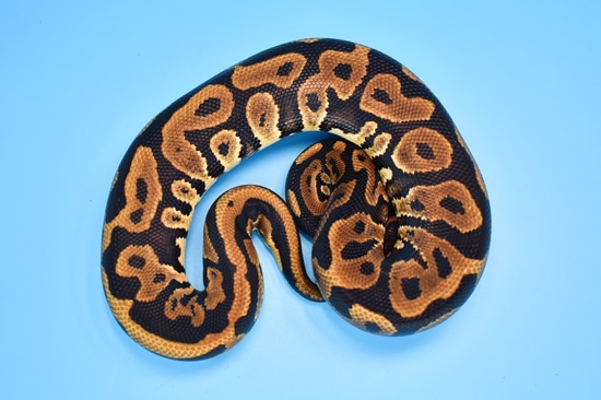 100% Het Orange Ghost Ball Python by Rhac N Roll
