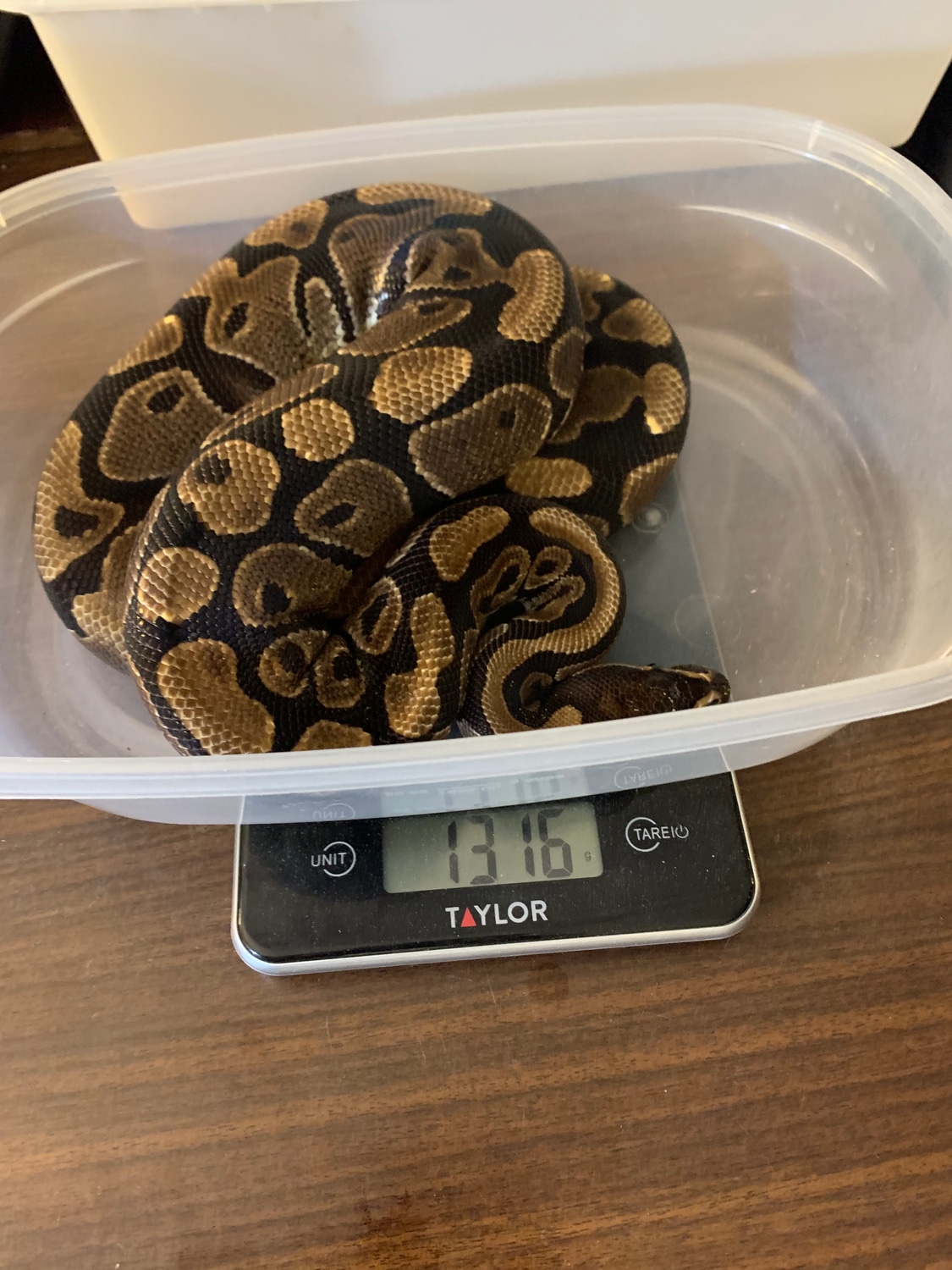 Normal Ball Python by Chef’s Kisss - MorphMarket