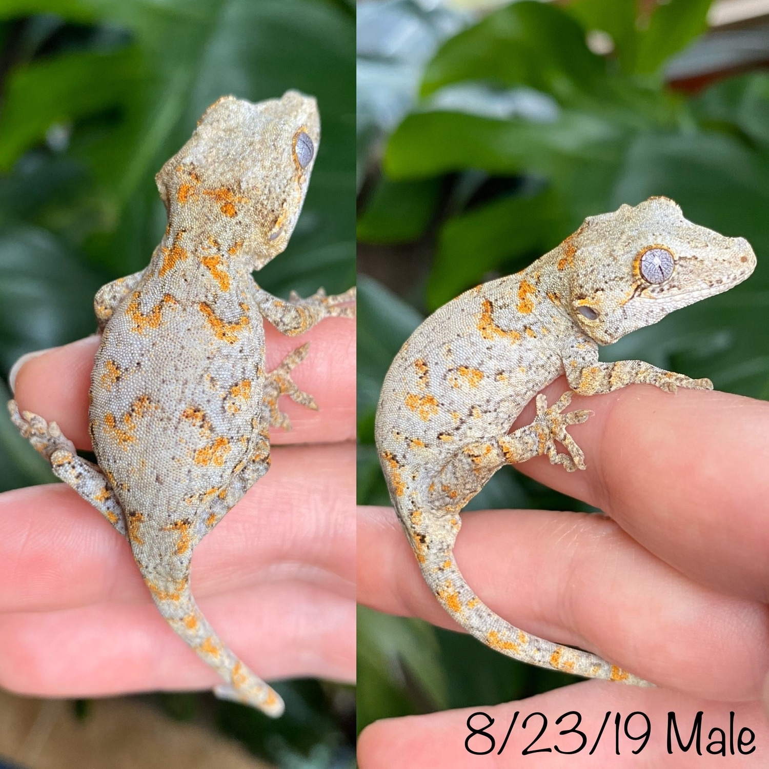 Orange Reticulated Gargoyle Gecko by Nature Nut Reptiles MorphMarket