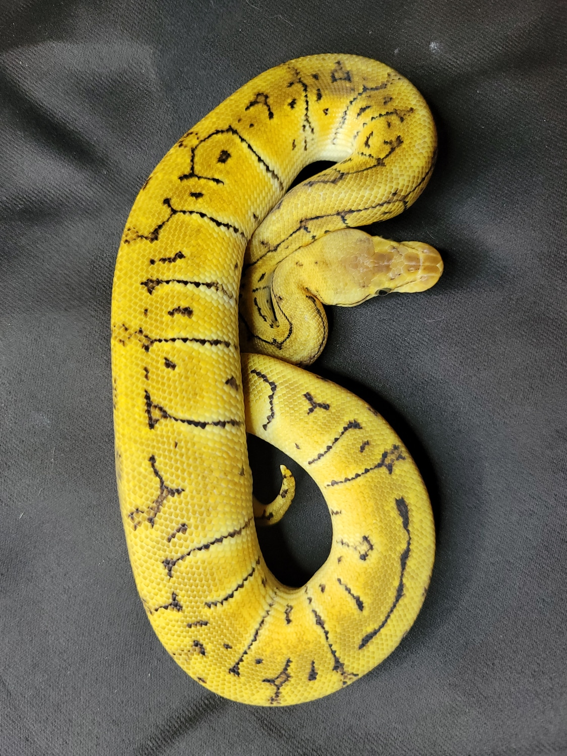 Lemon Blast Ball Python by C&R Reptiles - MorphMarket