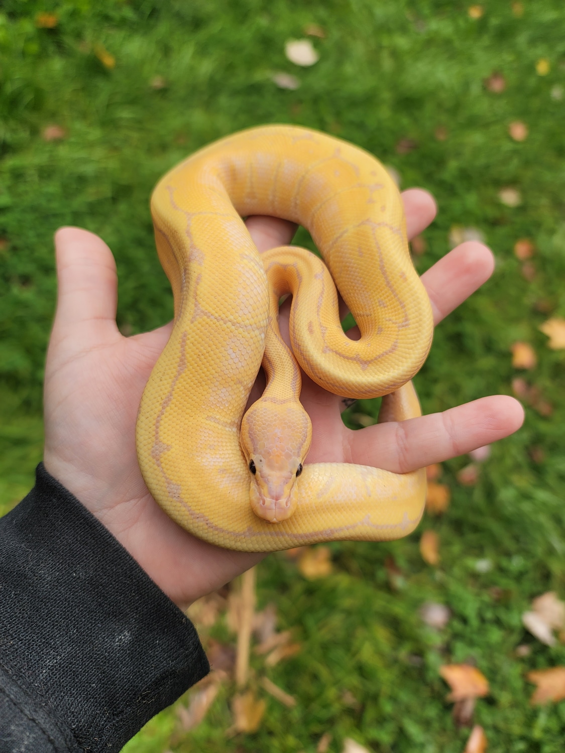 Banana Lemon Blast Ball Python by C&R Reptiles MorphMarket