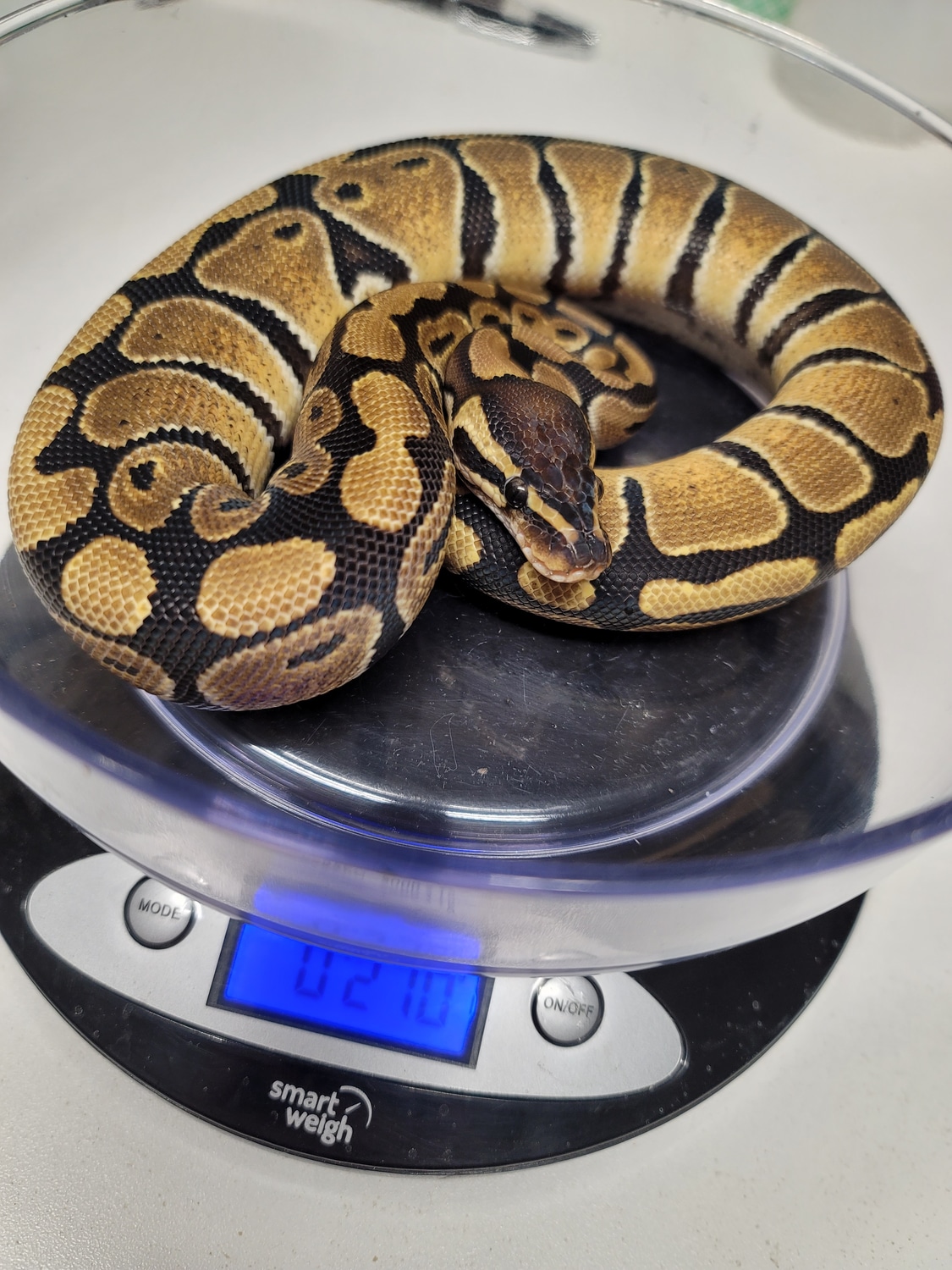 Normal Ball Python by C&R Reptiles - MorphMarket