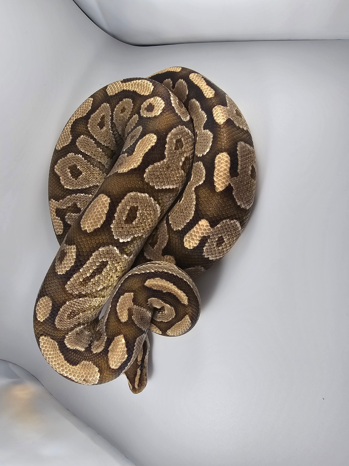 Lesser Pos Fire Ball Python by C&R Reptiles - MorphMarket