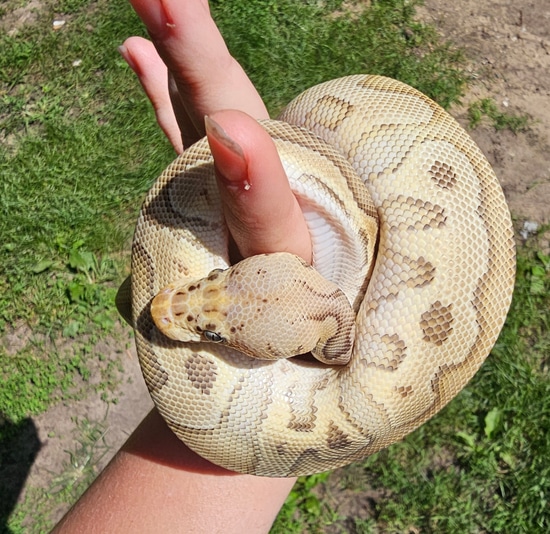 Pastel Lesser Clown Ball Python by C&R Reptiles