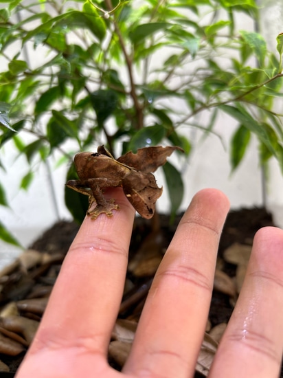 RTB Adult Male Uroplatus Phantasticus Leaf-Tailed Gecko by Houston Phants