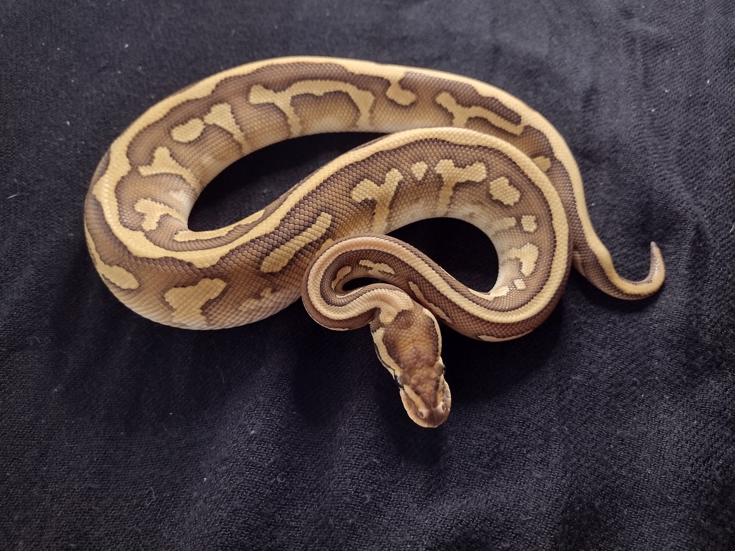 General Custard Ball Python by Chester Genetics - MorphMarket