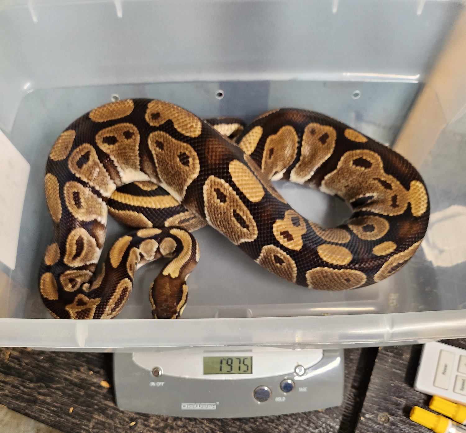 Normal Proven Ball Python by Gileza's Exotic Reptiles - MorphMarket