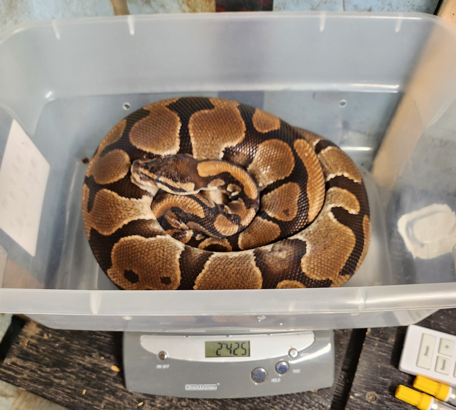 Normal Het Piebald Ball Python by Gileza's Exotic Reptiles - MorphMarket
