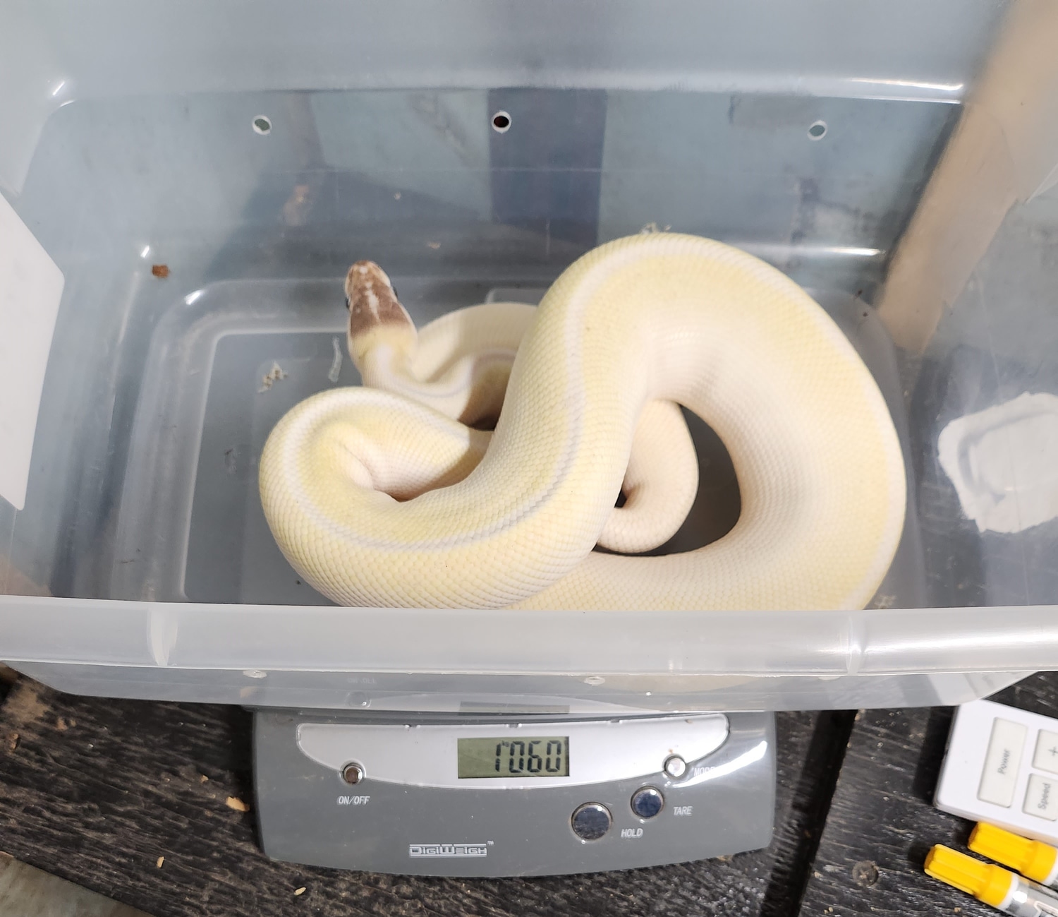 Super Mojave Ball Python by Gileza's Exotic Reptiles - MorphMarket