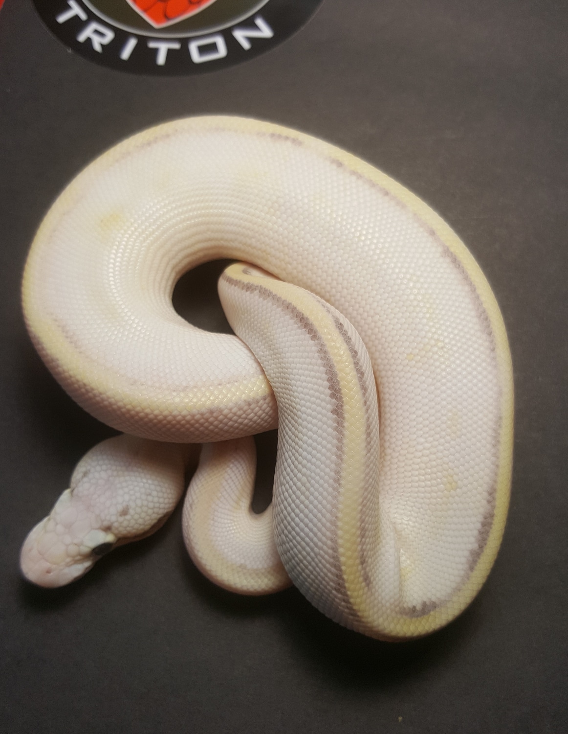 Pastel, Enchi, Mocha, Super Spark !!!! FREE SHIPPING !!!! Ball Python ...