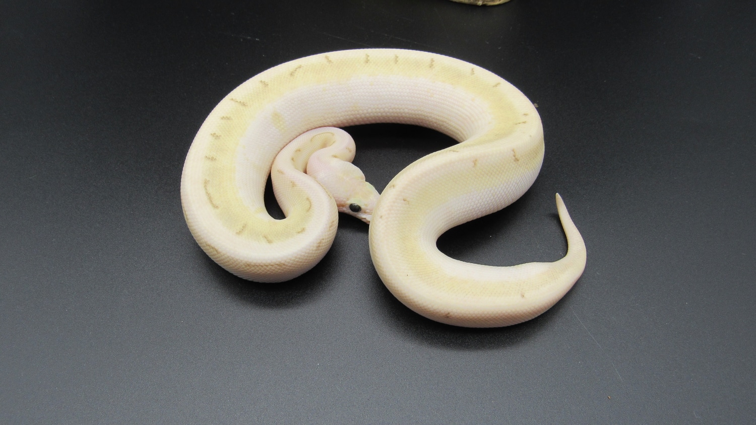 Killer 5 Gene Combo Ball Python by Serpents Of Triton - MorphMarket