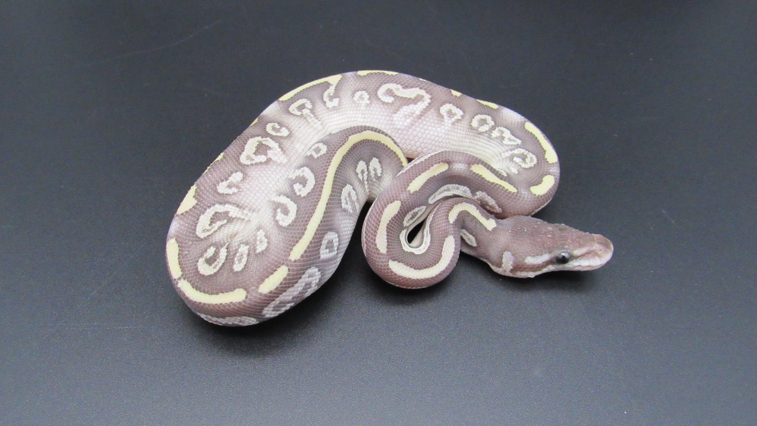 BEL Super Mystic Ball Python by Serpents Of Triton - MorphMarket