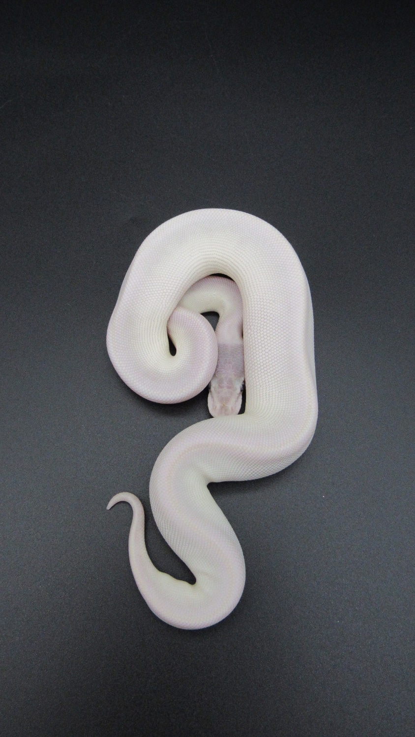Super Mojave Ball Python by Serpents Of Triton - MorphMarket
