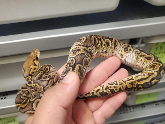 Free Shipping Ghi, Fire, Clown Ball Python by Serpents Of Triton