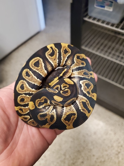 Only One On Morph Market !!! RAVEN Het Clown Ball Python by Serpents Of ...