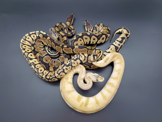 1.3 Whole Sale Lot Ball Python by Serpents Of Triton