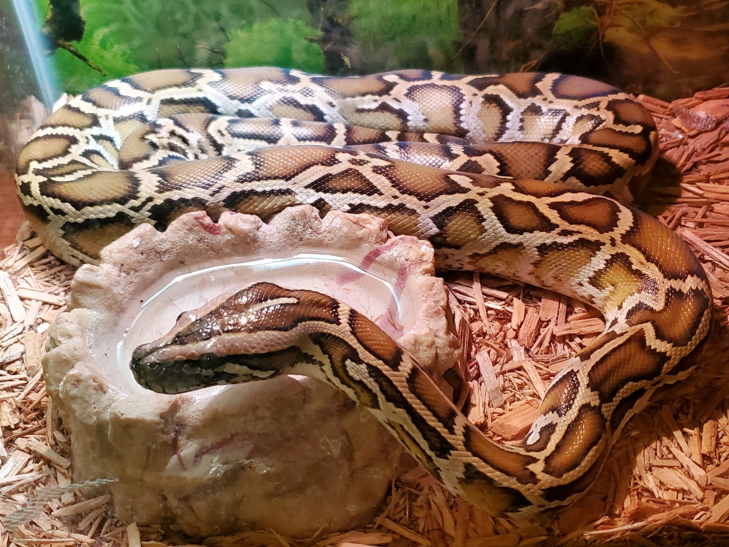 Normal Burmese Python by Golden State Pythons - MorphMarket