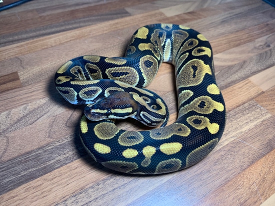 1.0 Normal 50% Het Candy Ball Python by Rainbow Royal Pythons