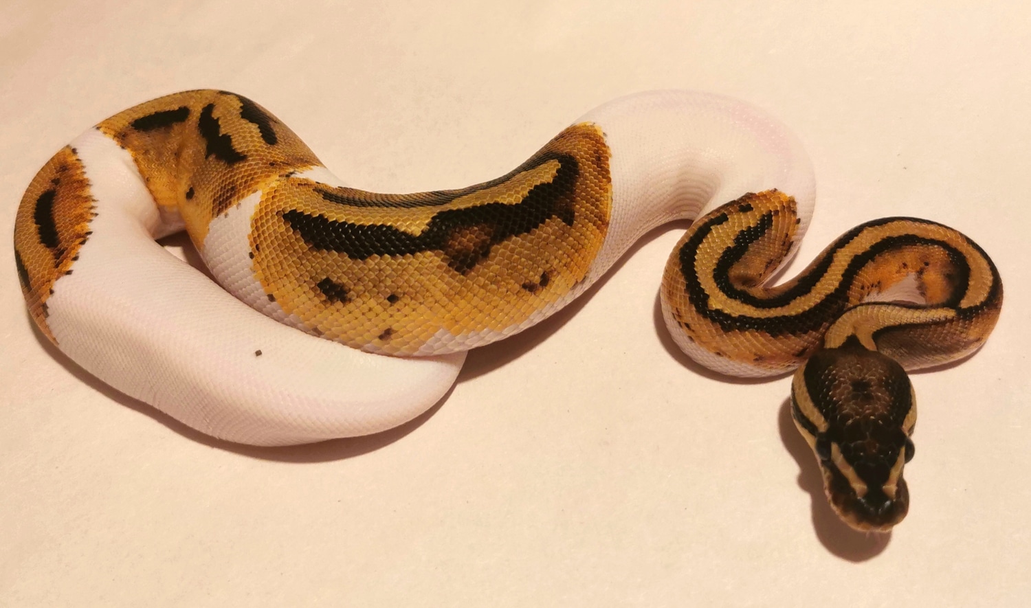Pied 100% Het Caramel Albino Ball Python by Chloe's Pythons - MorphMarket