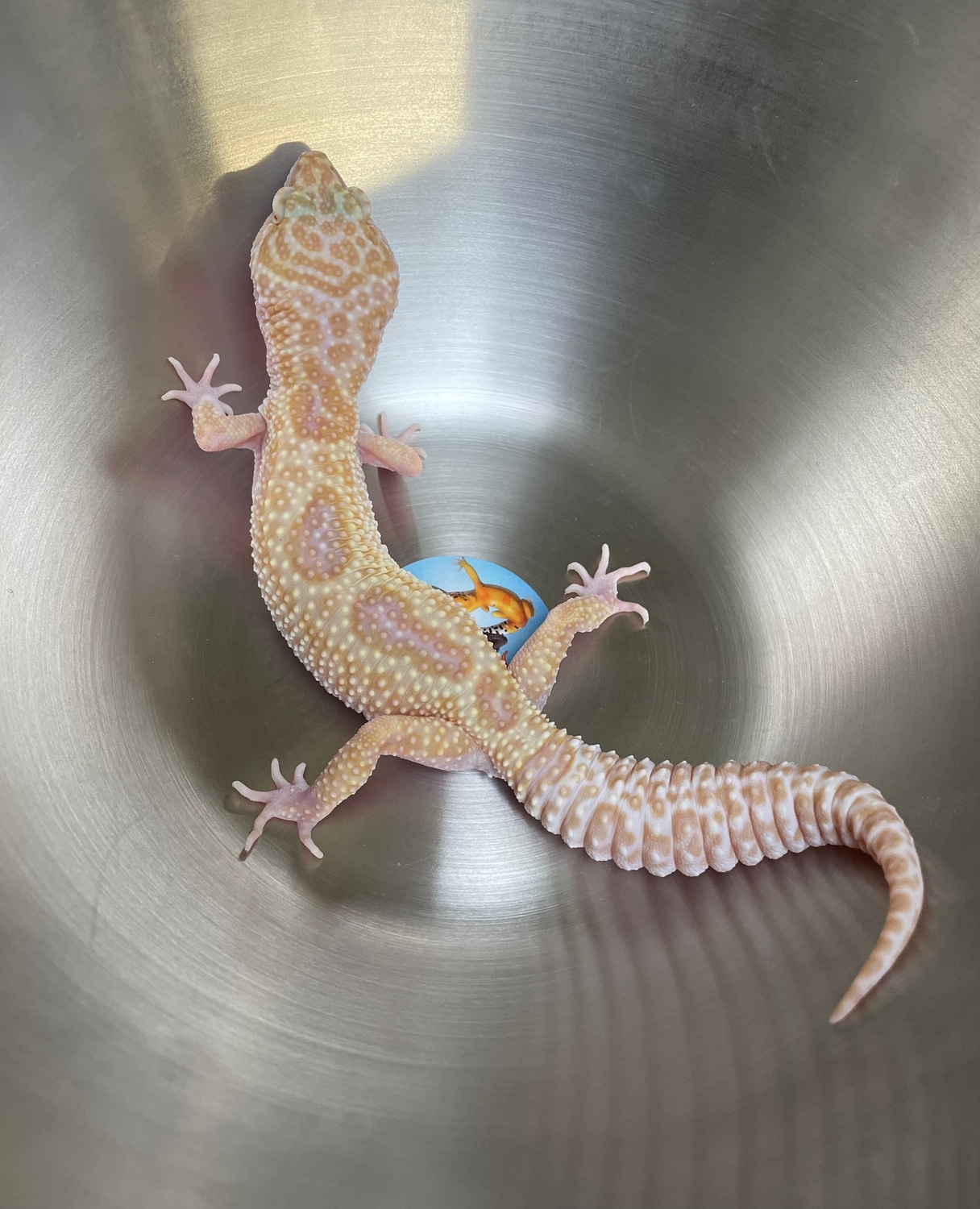 Mack Snow Tremper Albino Het Eclipse 50% Het Murphy Patternless Leopard