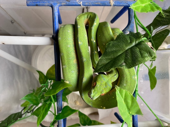 Wamena X Biak/Cyclop Green Tree Python by SC Chondrominio Italy
