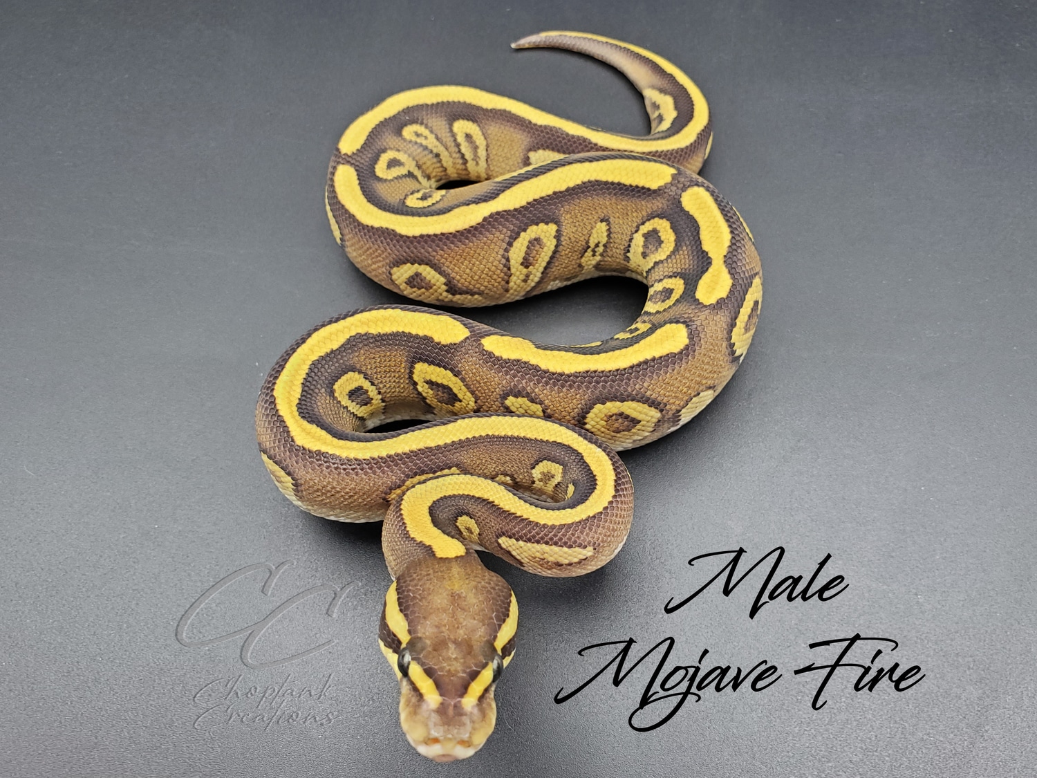 Fire Mojave Ball Python by Choptank Exotics - MorphMarket