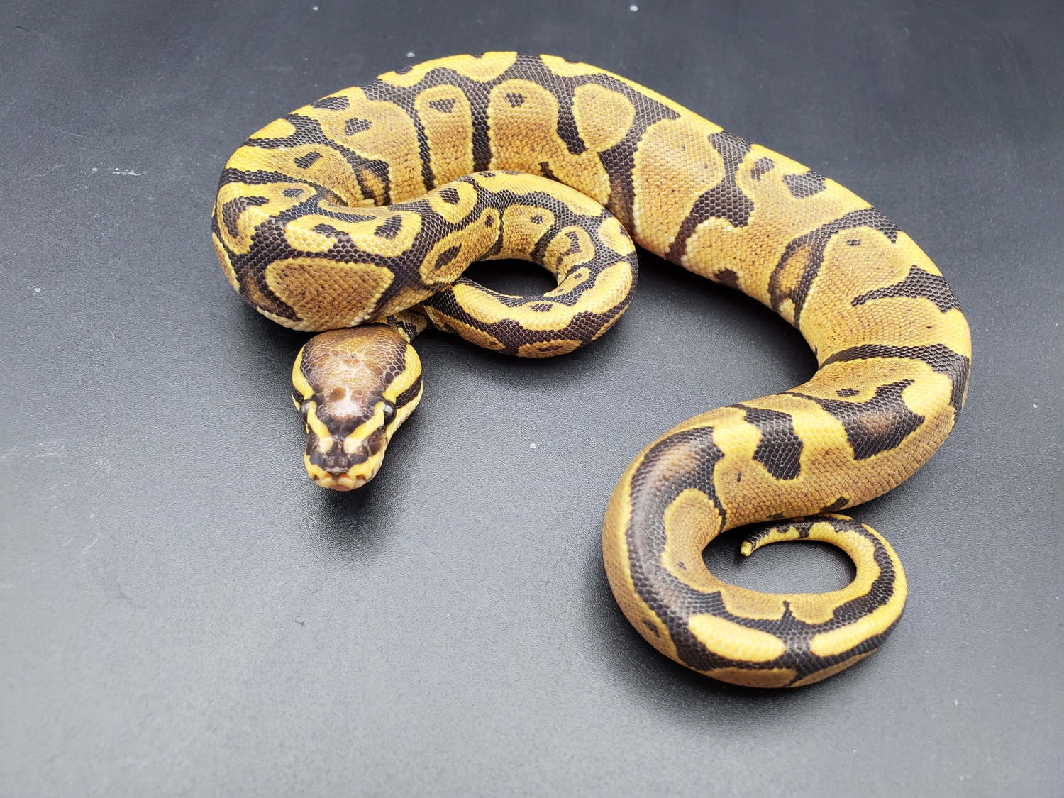 Fire Scaleless Head Ball Python by Choptank Exotics - MorphMarket