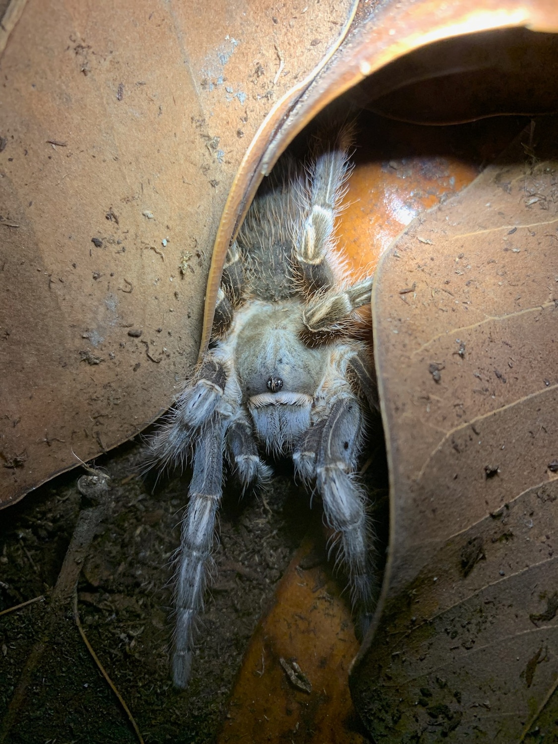 Costa Rican Striped Knee Tarantula by First Source Exotics MorphMarket