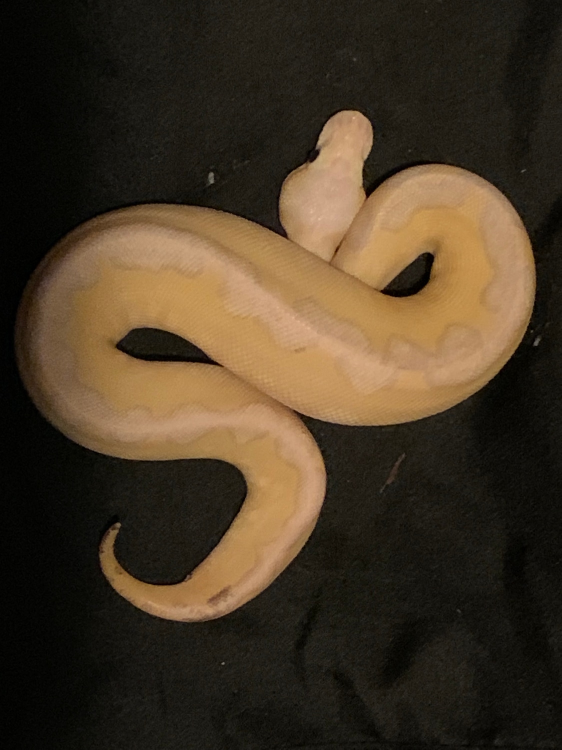 Lesser Pastel Fire Ball Python by Chrijos Creations - MorphMarket